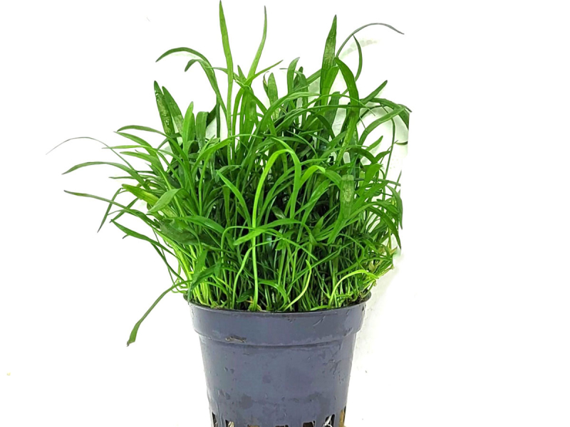 Neuseelandgras - Lilaeopsis novae-zelandiae